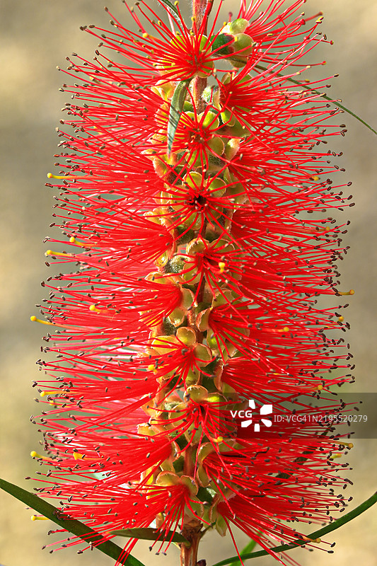 红色花朵的特写镜头图片素材