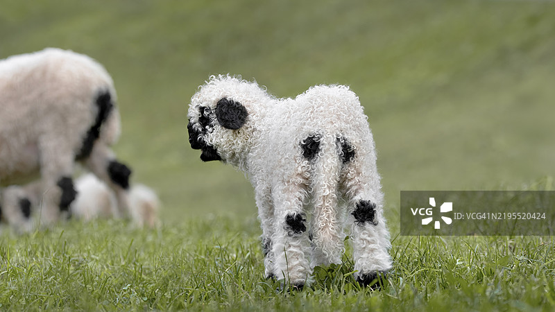 法国田野上的狗特写图片素材