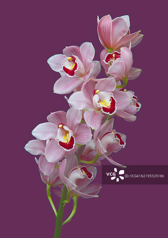 粉色建兰花朵在洋红色背景上的喷洒。图片素材