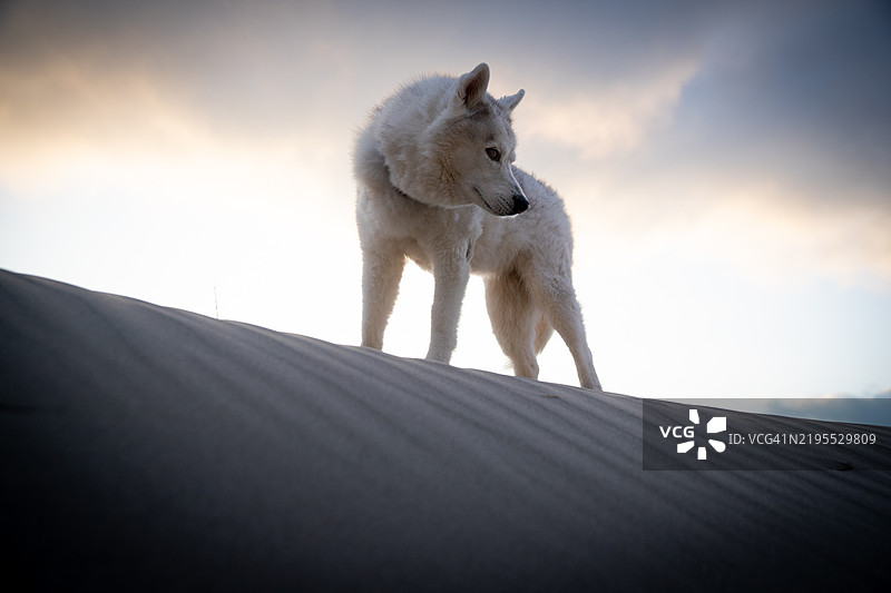 一只北极熊图片素材