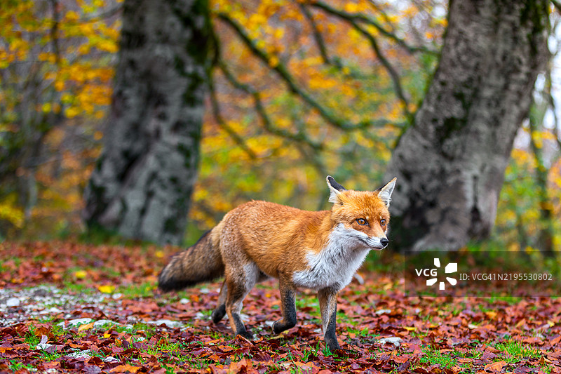 森林中站立的红狐肖像图片素材