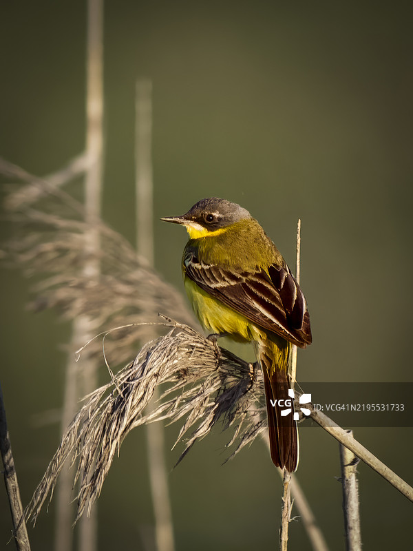 山雀栖息在植物上的特写镜头图片素材