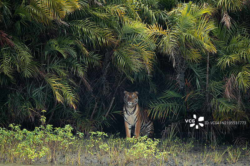 在植物间站立的老虎肖像图片素材