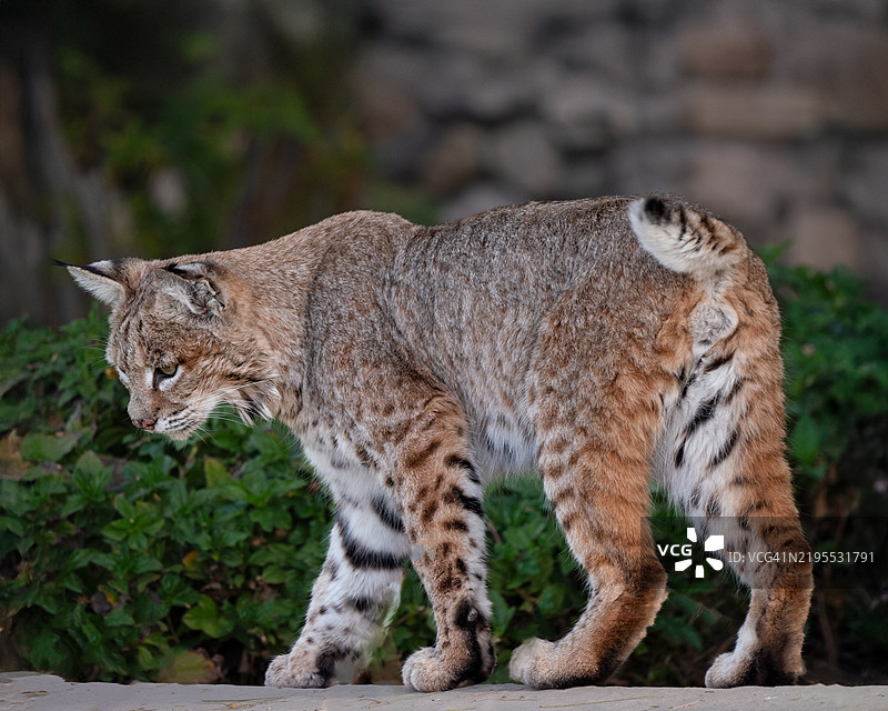 猫的特写，亚利桑那州凤凰城，美国图片素材