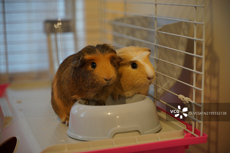 笼子里豚鼠的特写镜头图片素材