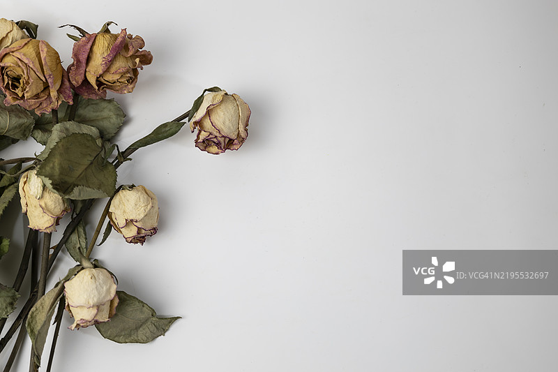 干玫瑰的美丽花苞，背景为白色，死去的玫瑰花，留有空白空间。图片素材