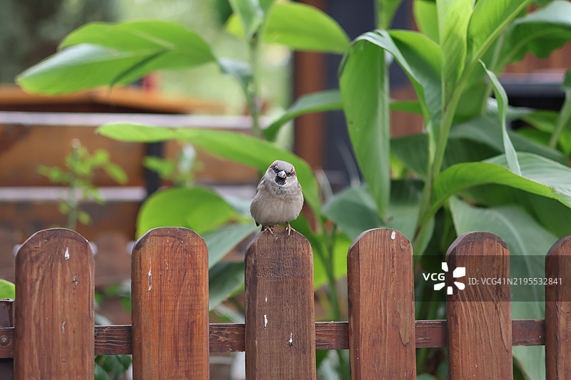 愤怒的麻雀在栅栏上图片素材