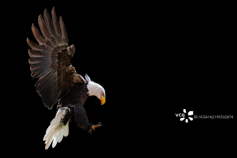 一只落地的秃头鹰在黑色背景上图片素材