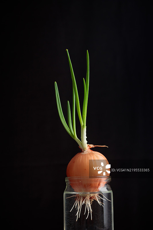 新鲜的嫩绿洋葱在黑色背景下的玻璃罐中生长，水中发芽。健康饮食的概念，小型窗台家庭花园。图片素材