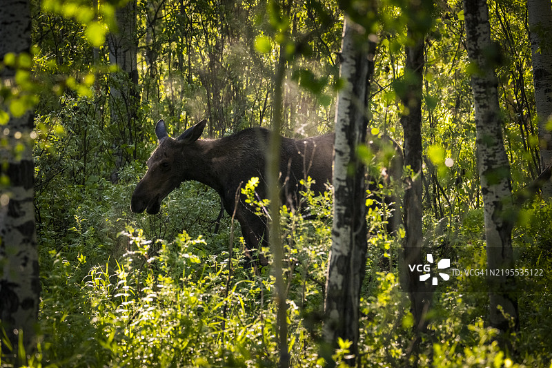 年轻的驼鹿（阿尔克斯·阿尔克斯）在森林中图片素材