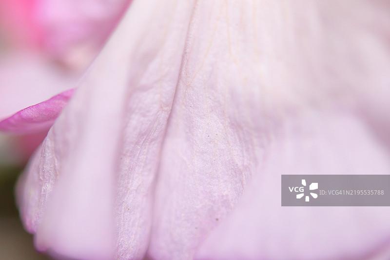 粉色花朵的特写镜头图片素材