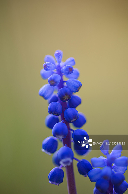 蓝色开花植物的特写镜头图片素材