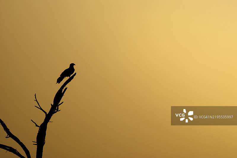低角度视图，鸟类剪影栖息在树枝上，背景为晴朗的天空，巴基斯坦图片素材