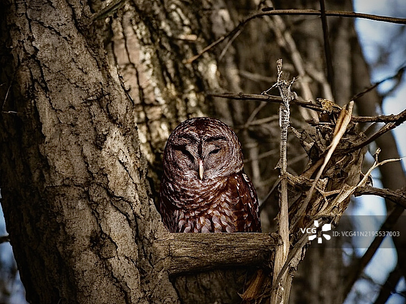 棕色条纹猫头鹰栖息在树上的特写镜头图片素材