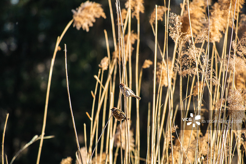 秋天的芦苇上栖息着麻雀图片素材