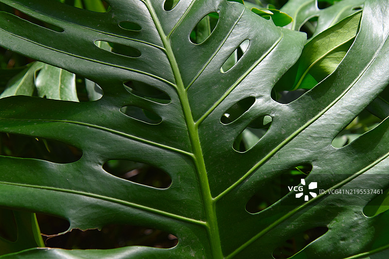 湿润叶子的特写图片素材