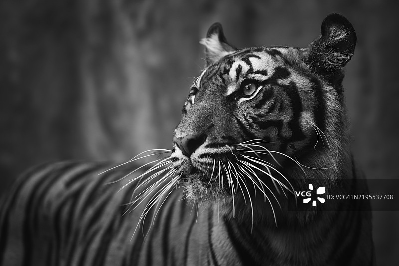 苏门答腊虎的特写镜头图片素材