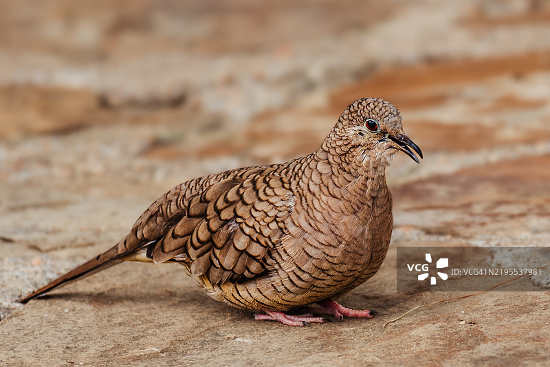 游戏松鸡的特写镜头图片素材