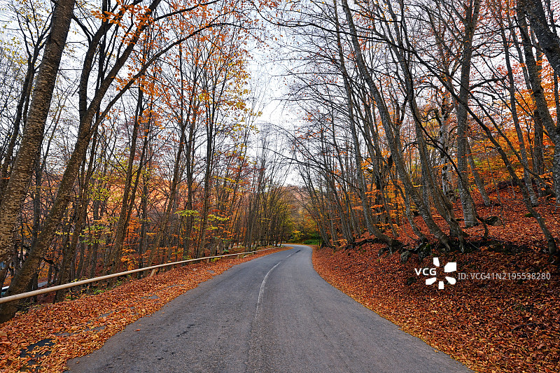 秋天森林中生长的树木图片素材