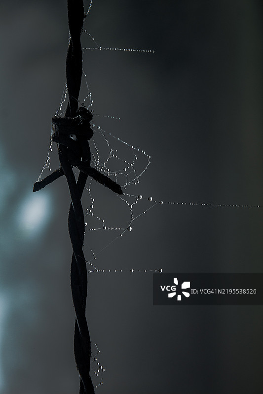 湿润的蜘蛛网特写图片素材