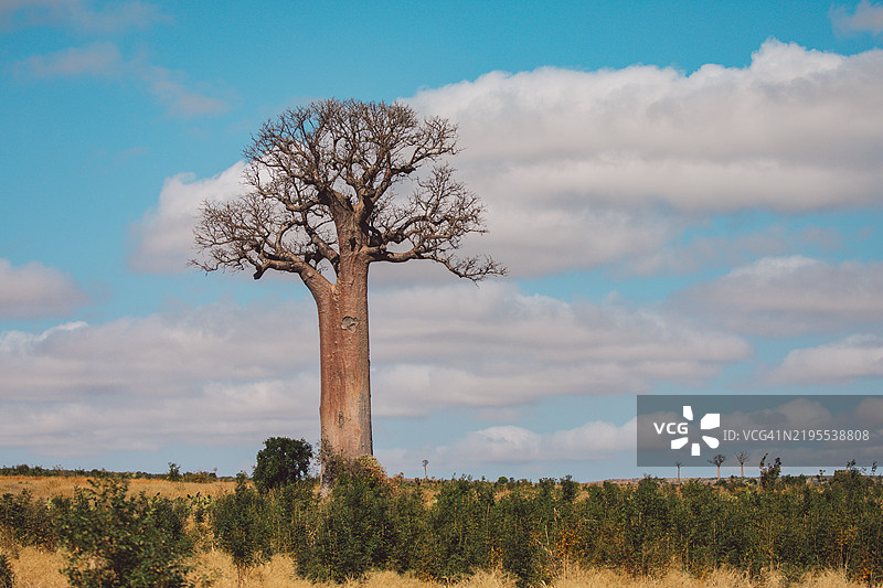 马达加斯加图片素材