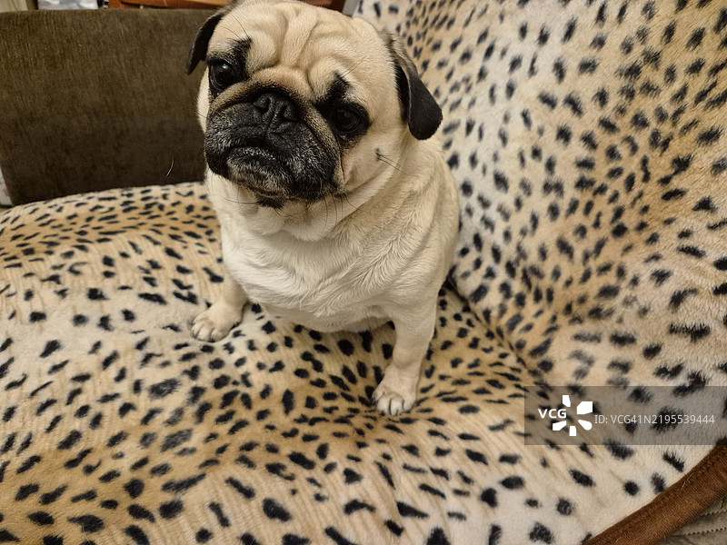 巴哥犬的特写肖像图片素材