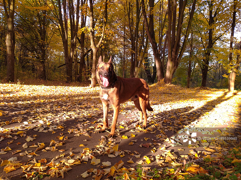 秋天，一只纯种牧羊犬站在道路上。图片素材