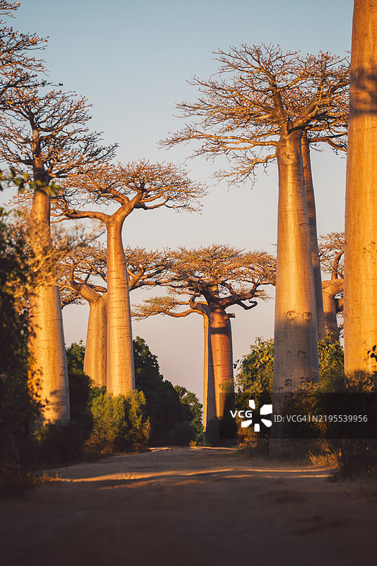 马达加斯加图片素材