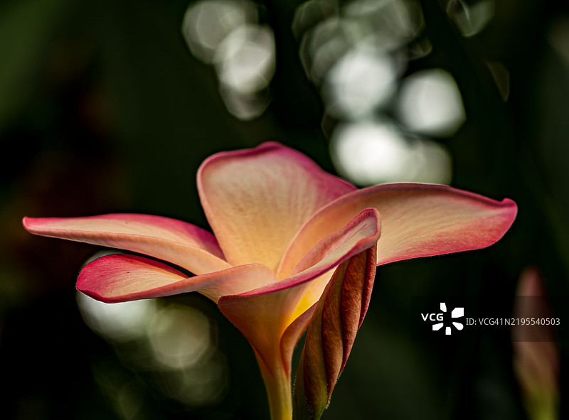 粉色百合的特写镜头图片素材