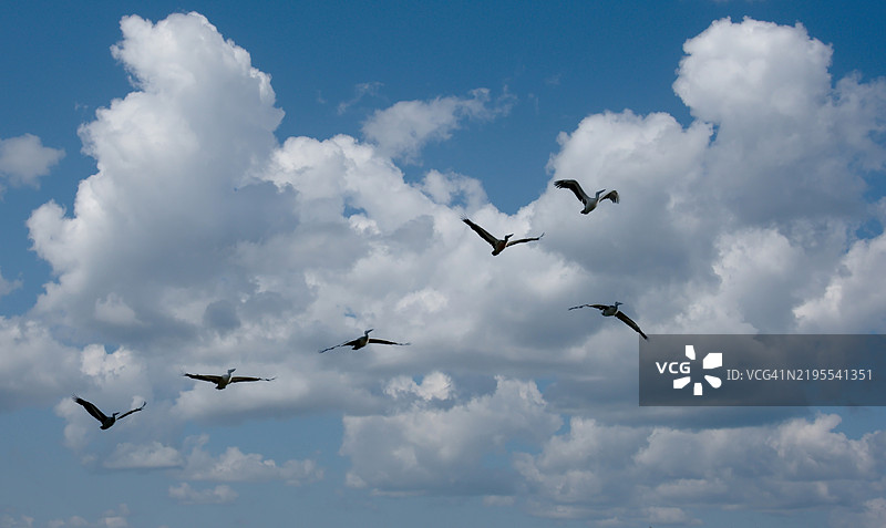 低角度视图的鸟儿在天空中飞翔图片素材