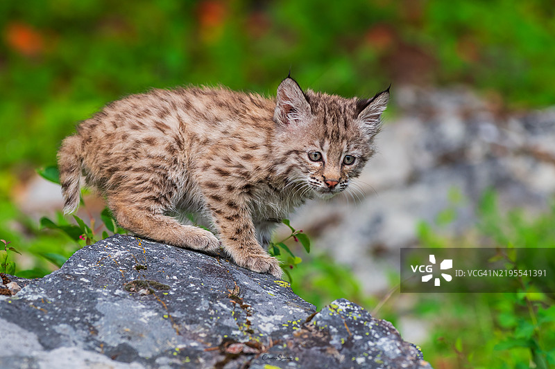 猫的肖像，美国，USA图片素材
