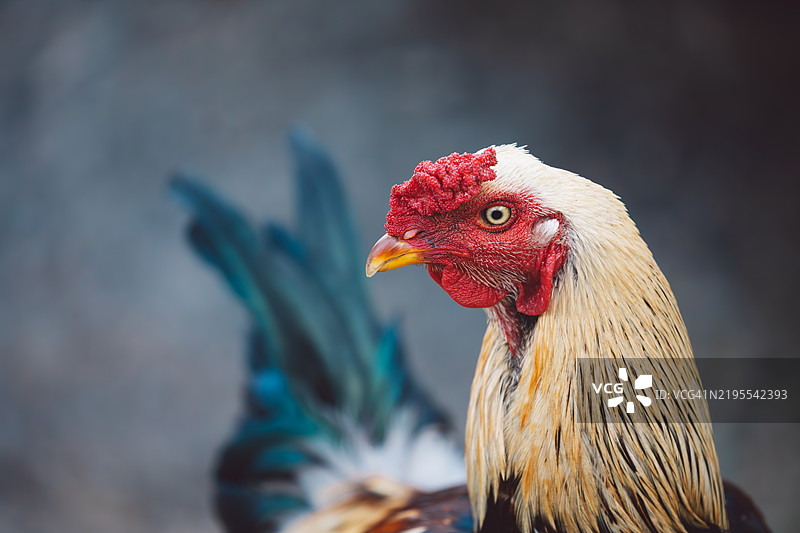 马达加斯加图片素材