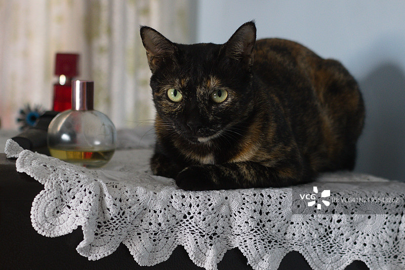 优雅的玳瑁猫在蕾丝桌布上放松，旁边有复古香水，柔和的灯光下，印度图片素材