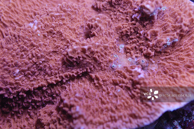 海洋中珊瑚的特写， 美国， 美国图片素材