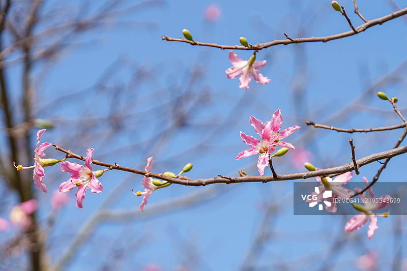 春天樱花的低角度视图图片素材
