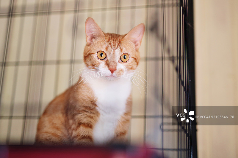 有趣的光滑毛发的姜黄色猫坐在动物收容所或兽医诊所的笼子里，接受近距离治疗。图片素材