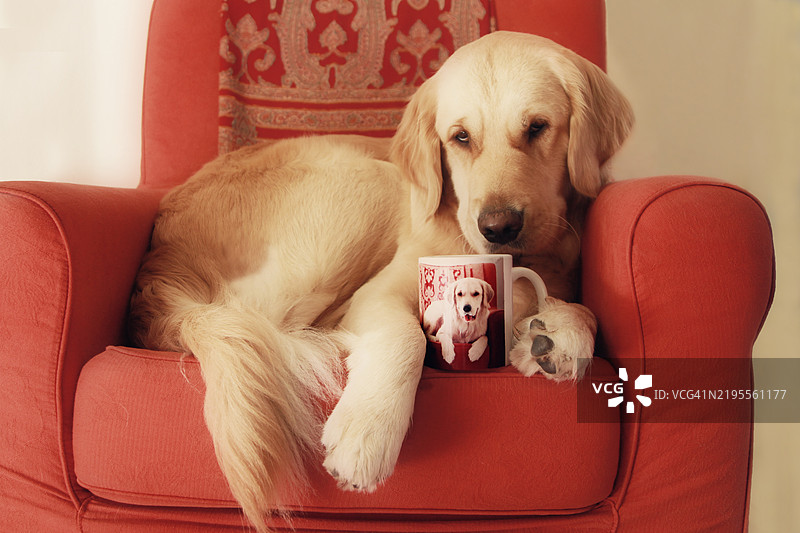 可爱的金毛寻回犬祝你早日康复卡片图片素材
