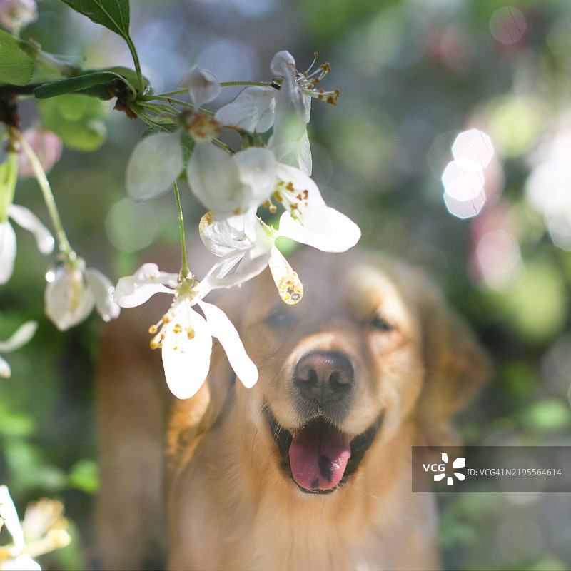 金毛寻回犬与春天的樱花图片素材