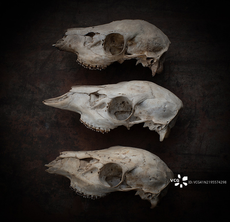 三只鹿头骨排列在深棕色斑驳的背景上。图片素材