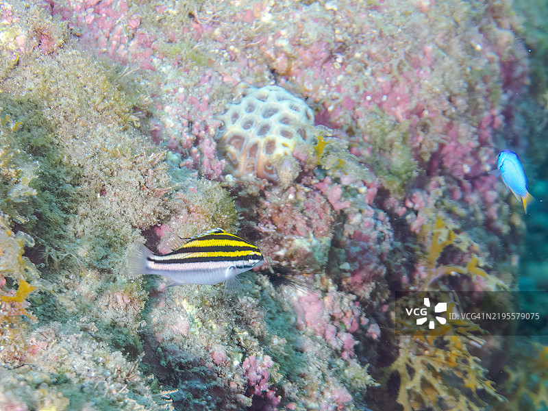 美丽的双线单眼鲷，双线鲷幼鱼及其他。静冈县南伊豆伊豆半岛中木的平藏滨海滩 - 2024。图片素材