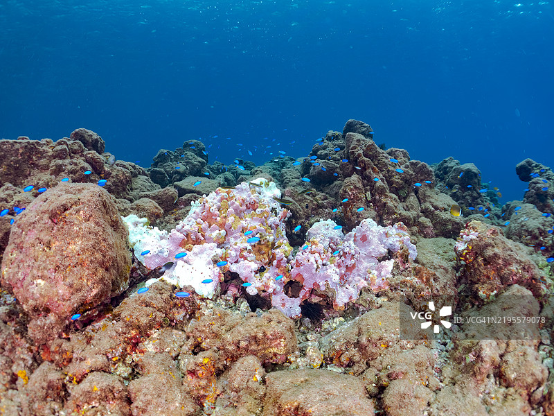 一只可爱的幼年流浪蝴蝶鱼，天使小丑鱼（Pomacentrus coelestis）和其他鱼类。由于海水温度持续偏高，珊瑚正在经历白化现象。图片素材
