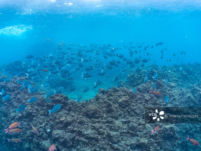 一群美丽的黄鳍羊鱼（Mulloidichthys vanicolensis）、白鞍羊鱼（Parupeneus ciliatus）、东方蝴蝶鱼（Chaetodon aurites）、大鳞黑鱼（Girella punctata）等鱼类。图片素材