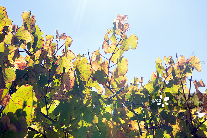 阿根廷卡法亚特附近的卡尔查基谷葡萄园，背后是安第斯山脉图片素材