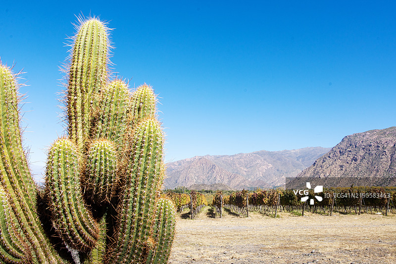 仙人掌与葡萄园种植区的对比图片素材