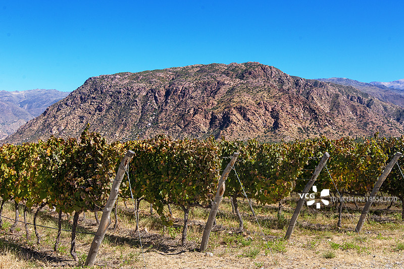 阿根廷卡法亚特附近的卡尔查基谷葡萄园，背后是安第斯山脉图片素材