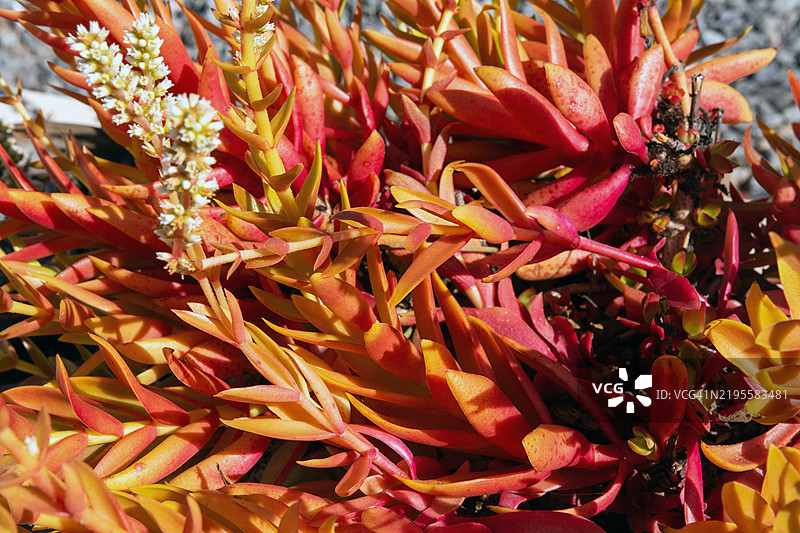 火焰多肉植物（Crassula capitella）图片素材