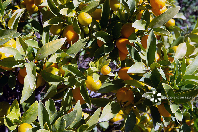 阳光明媚的果园中鲜艳的枇杷树特写图片素材