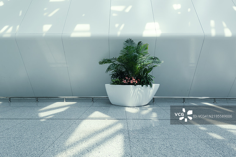 墙壁上的花盆绿植图片素材