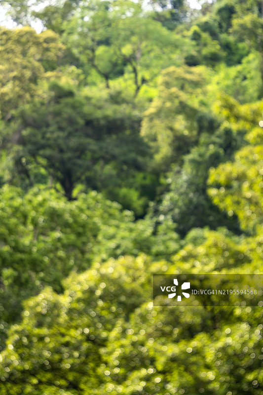 树叶的虚化背景图片素材