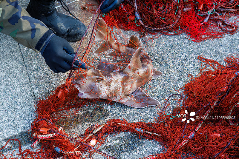 日本双头鲨,Heterodontus japonicus。之后,他们心情愉快地返回海洋。我有幸陪他乘船用鳕鱼网捕龙虾。静冈县南伊豆町的平藏滨海滩,伊豆半岛,- 2024图片素材